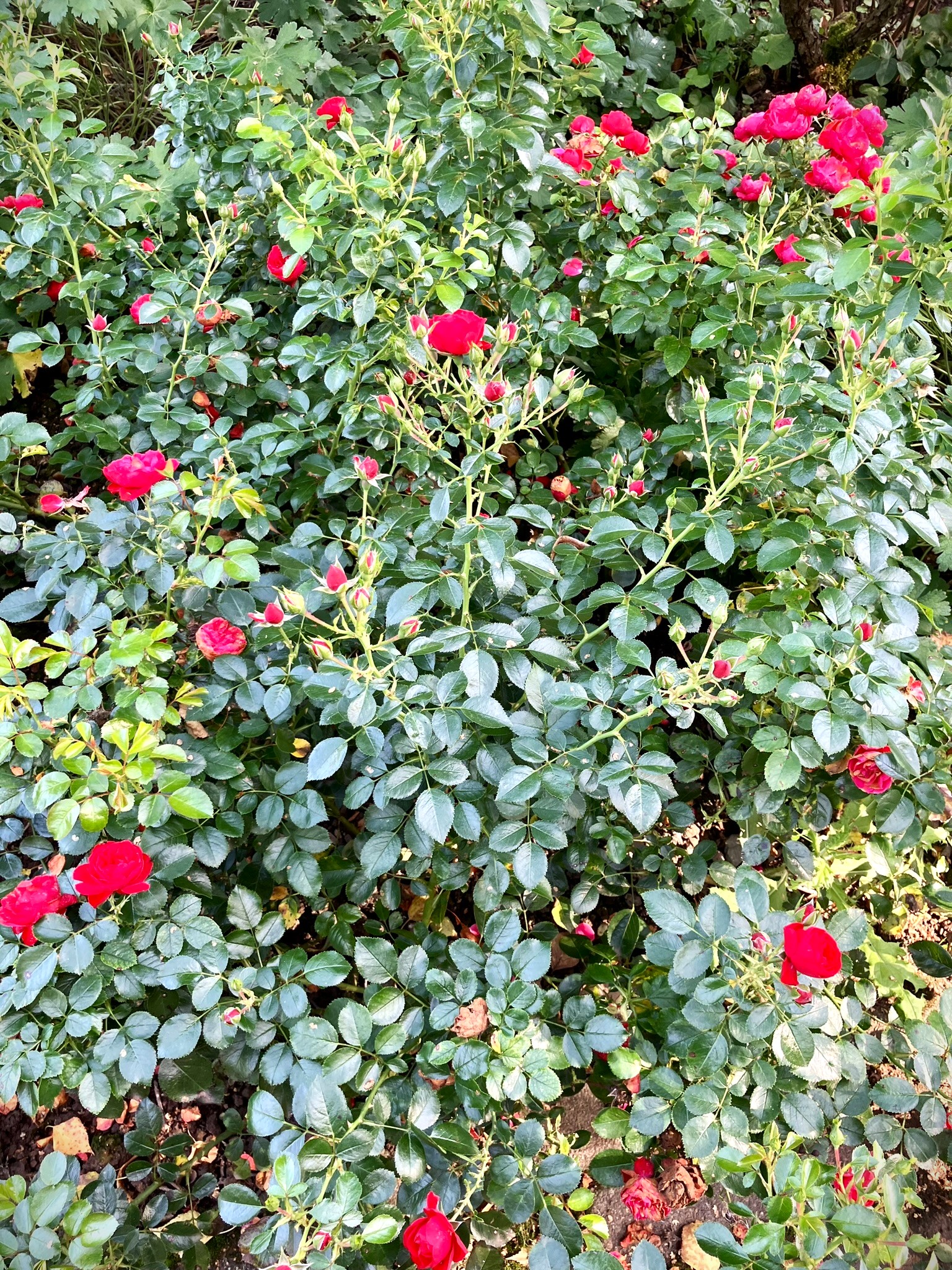 Rose im Rosengarten Zweibrücken