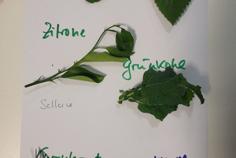 Kräuternamen lesen und schreiben beim VHS-Lesementoring-Workshop