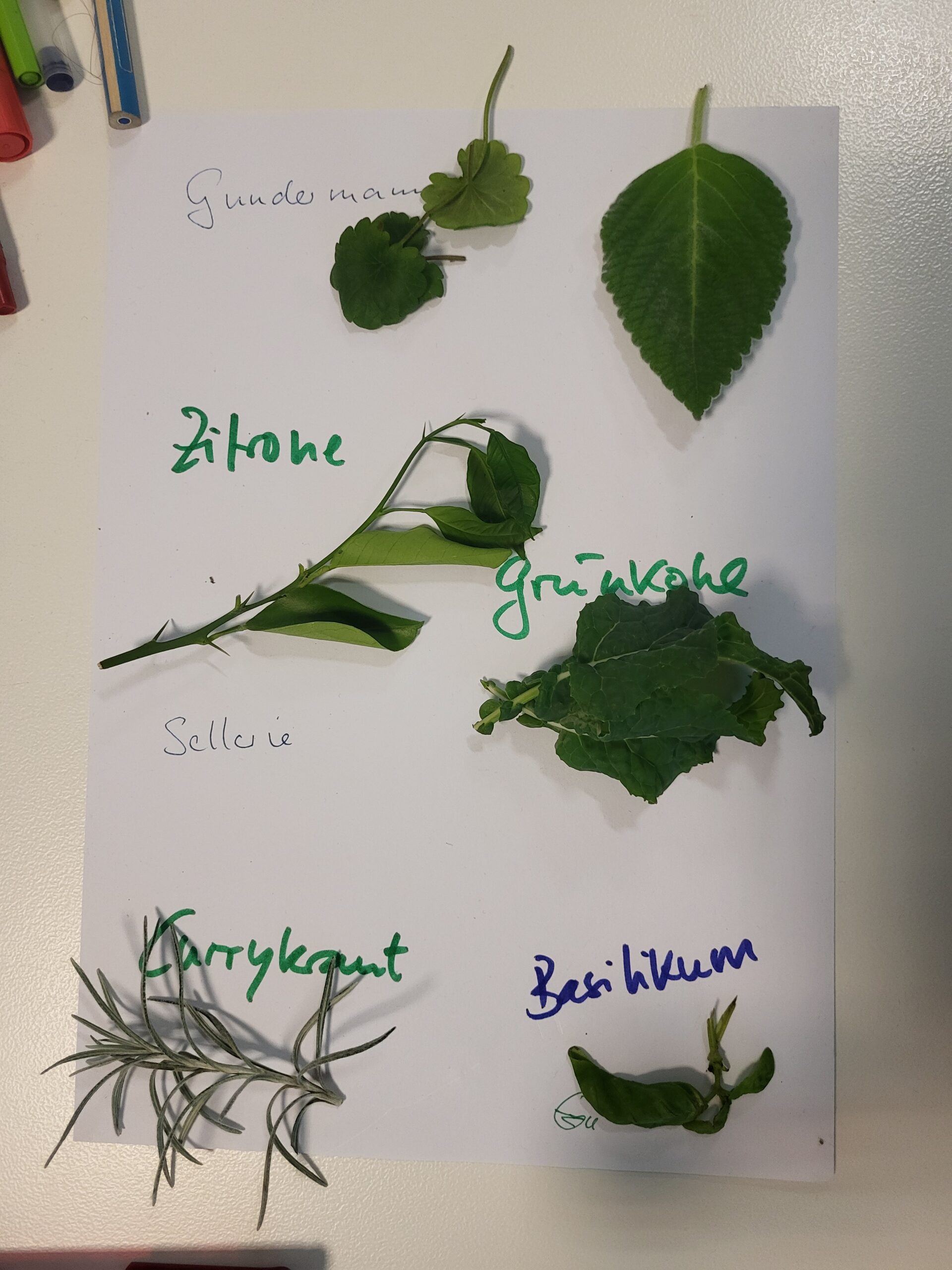 Pflanzennamen lesen und schreiben beim VHS-Lesementoring-Workshop