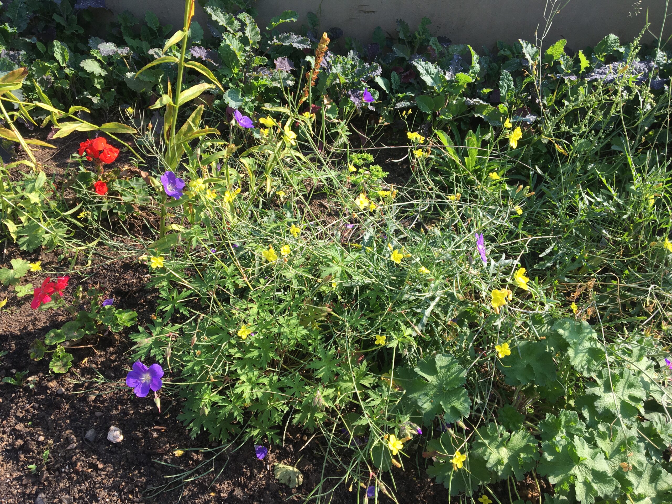 Lila Geranium-Sorte (KEIN Pelargonium), roter Mohn, Kohl, gelbe Stauden-Rauke