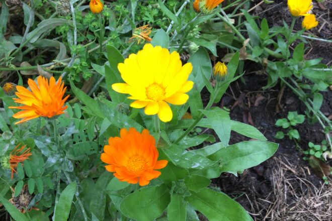 Ringelblume (Calendula officinalis)