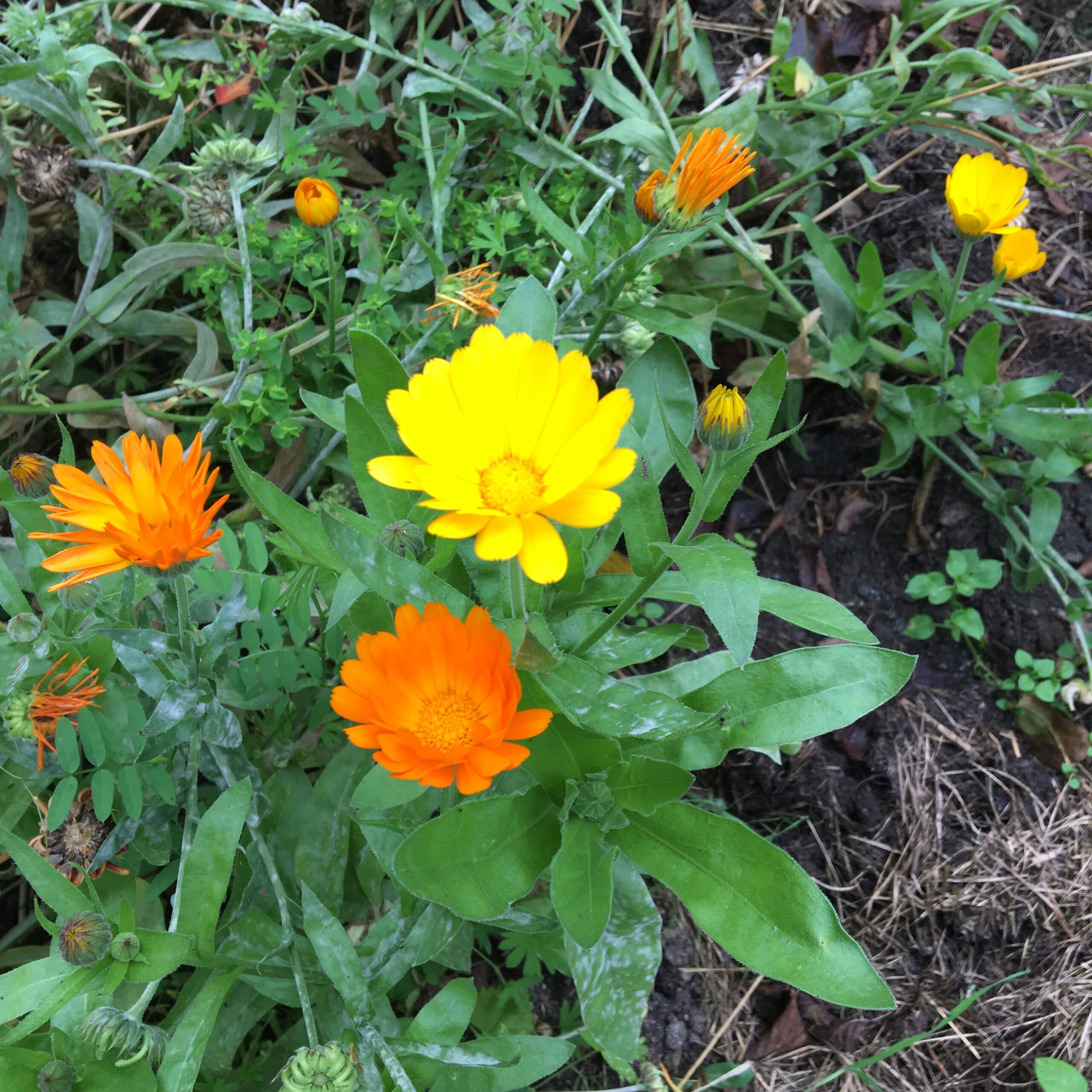 Ringelblume (Calendula officinalis)