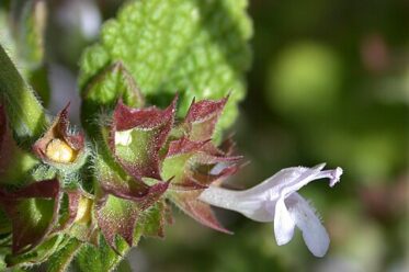 Melissa officinalis. Quelle: Gideon Pisanty (Gidip) גדעון פיזנטי, CC BY 3.0 , via Wikimedia Commons