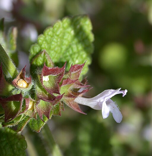 Melissa officinalis. Quelle: Gideon Pisanty (Gidip) גדעון פיזנטי, CC BY 3.0 , via Wikimedia Commons