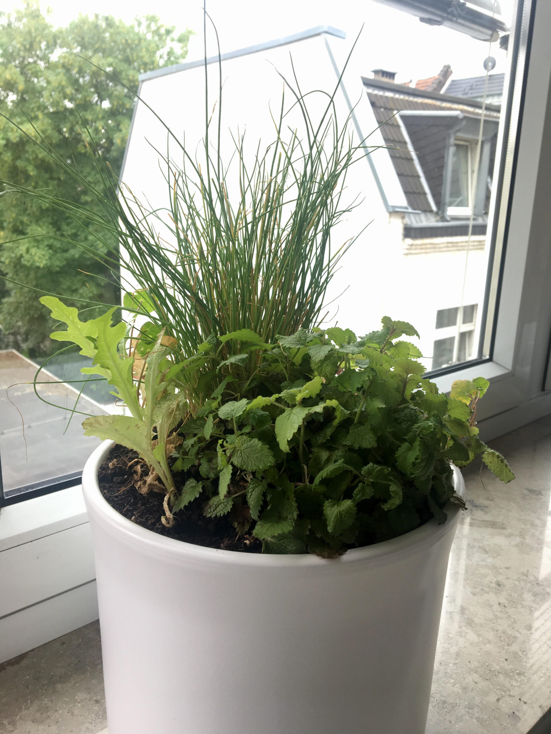 Büropflanzen für Salat und Tee