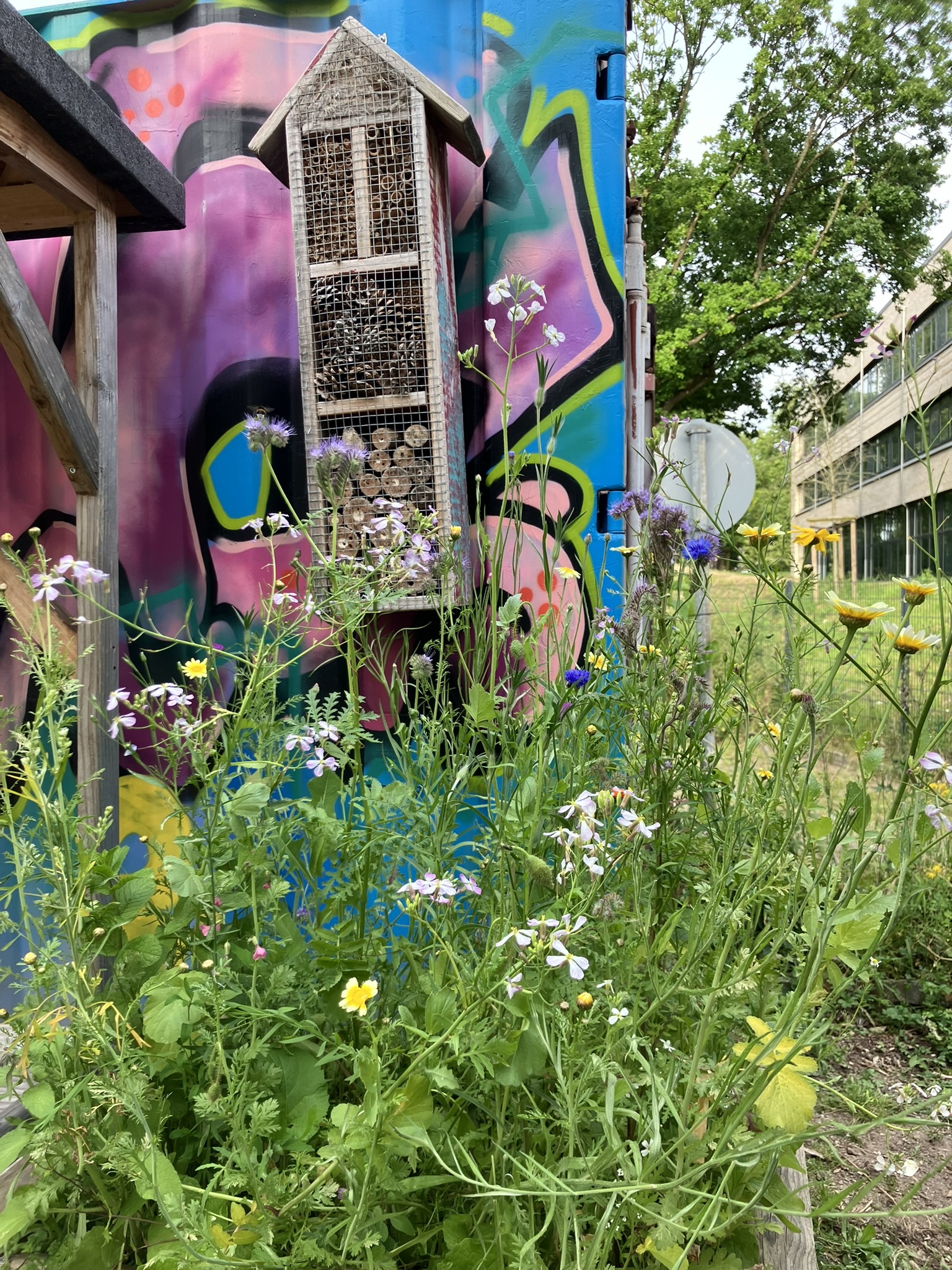 Wilkräuterhochbeet mit Insektenhotel am Jugendzentrum Köln Weiden