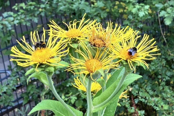 Insektenfreundliches Schlangenkraut (Echter Alant; Inula helenium L.) im MoMo-Garten