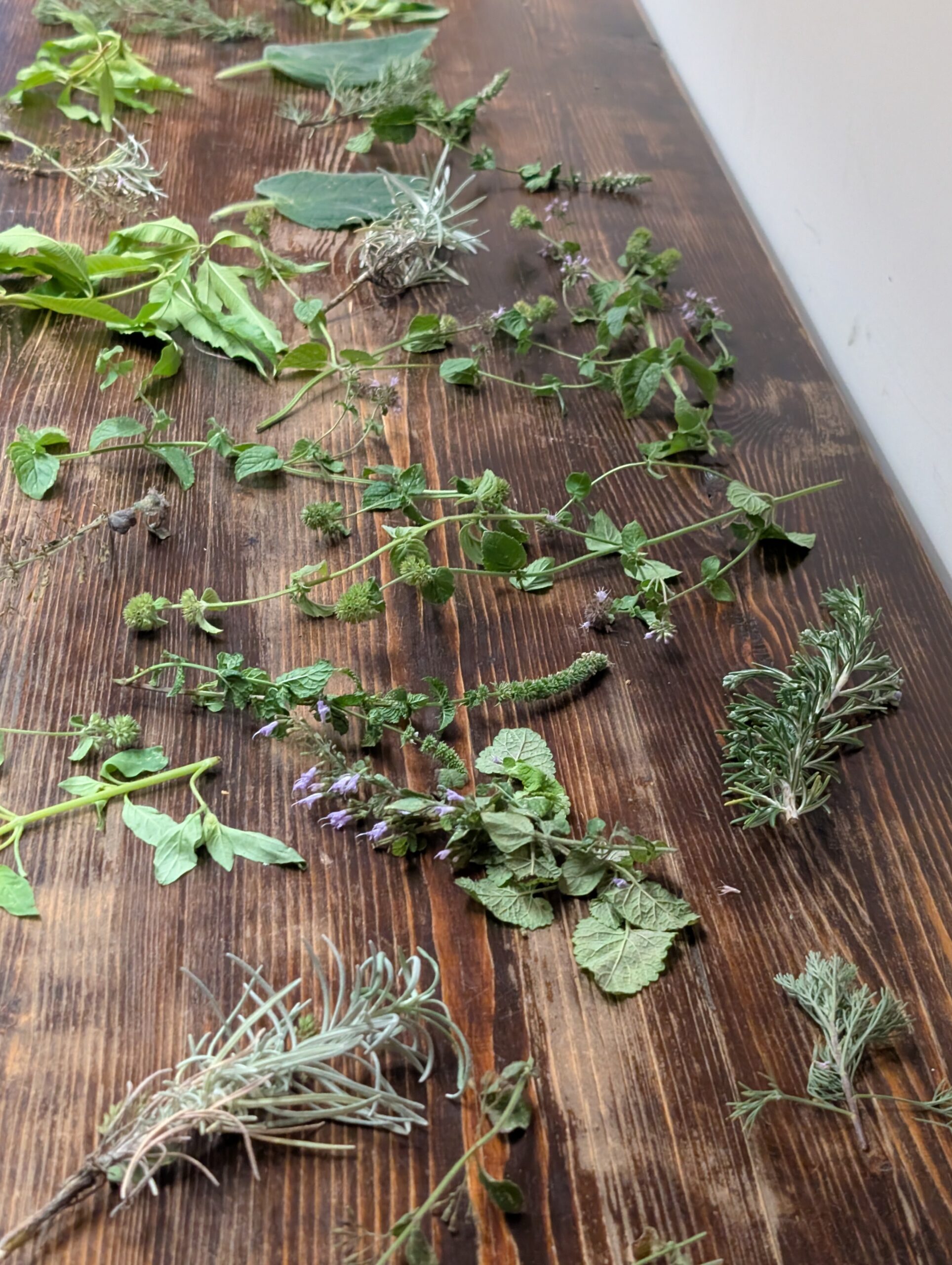 Kräutertisch beim PLURI-Workshop in Berlin