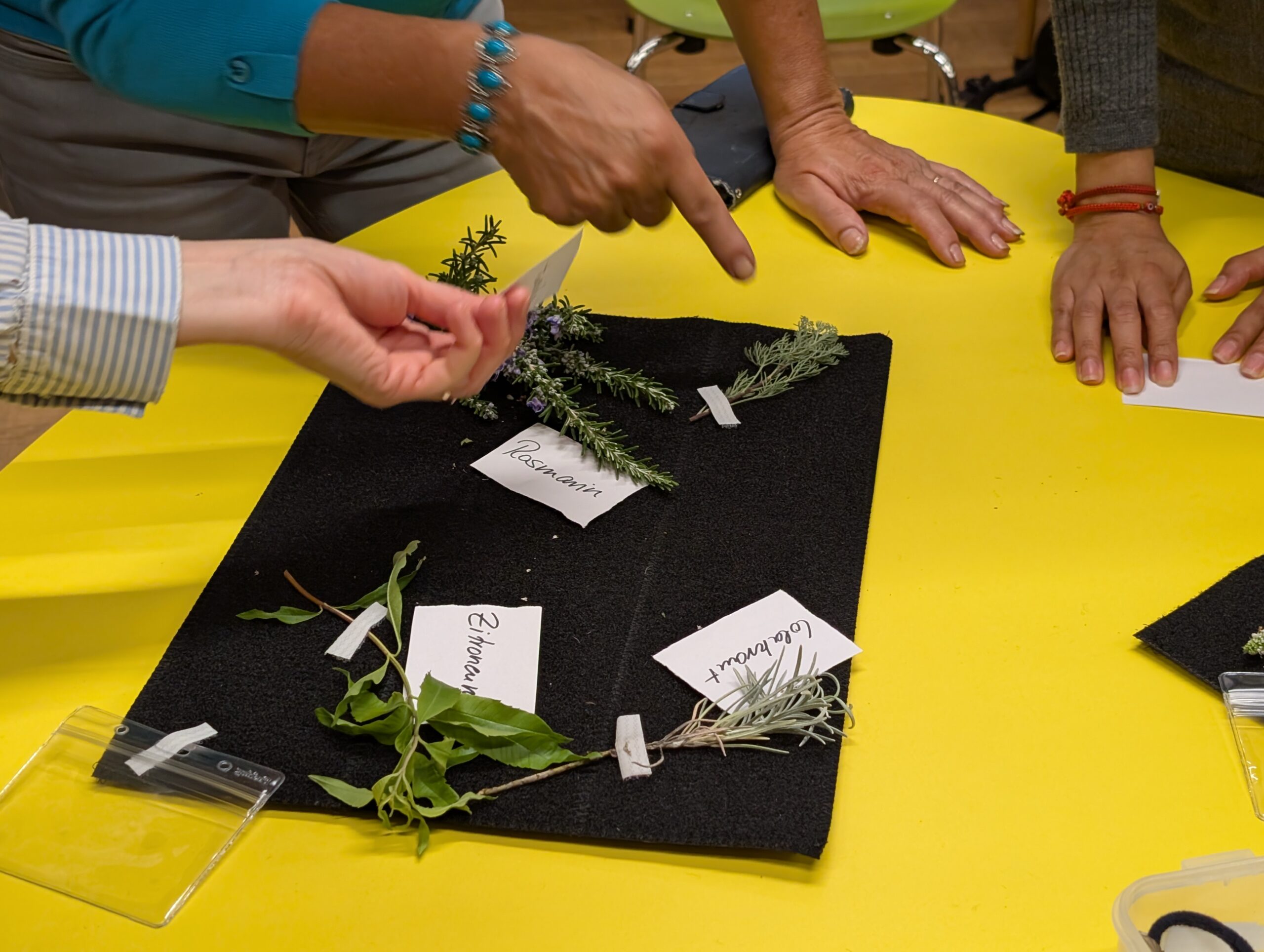 Kräuteraktivität mit dem Sprachspinat-Toolkit beim PLURI-Workshop in Berlin