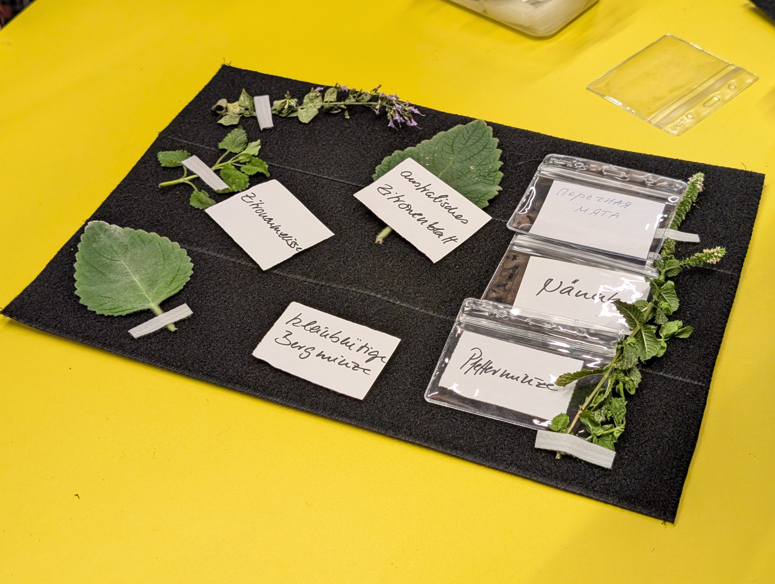 Kräuternamen zuordnen beim PLURI-Workshop mit dem Sprachspinat-Toolkit
