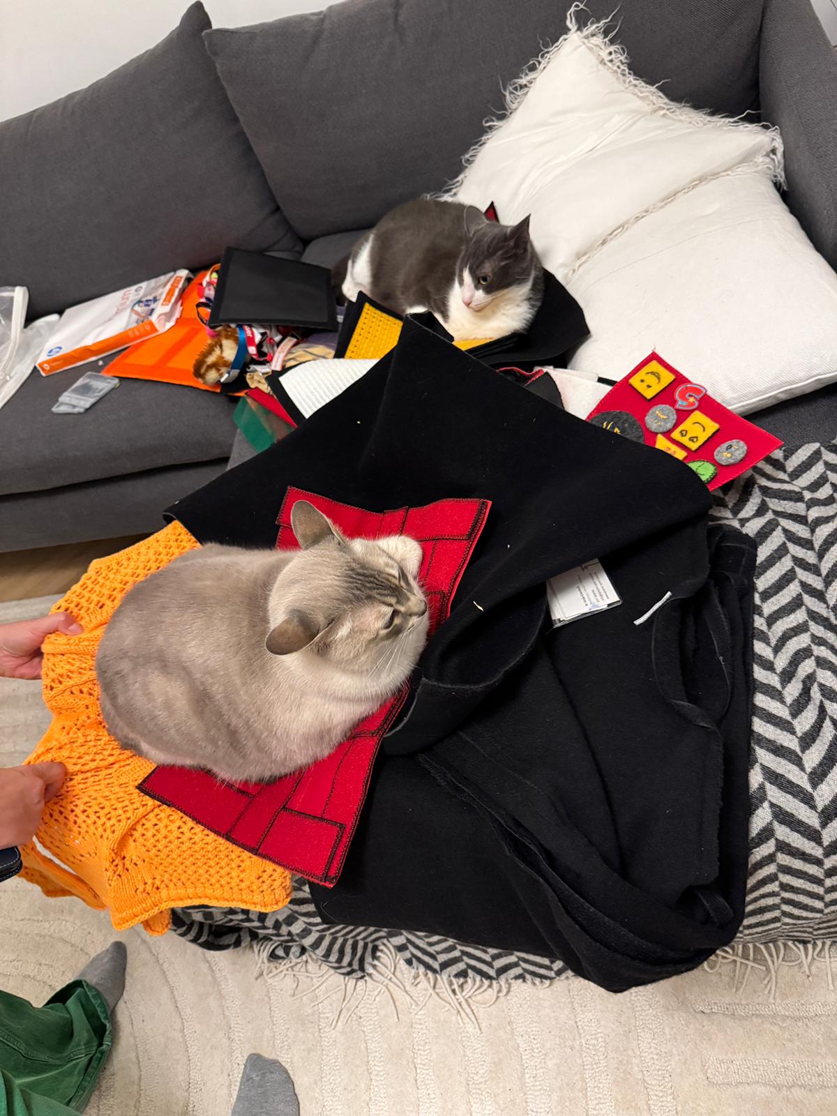 Mandana Seyfeddinipurs Katzen sind sehr zufrieden mit dem Sprachspinat-Toolkit