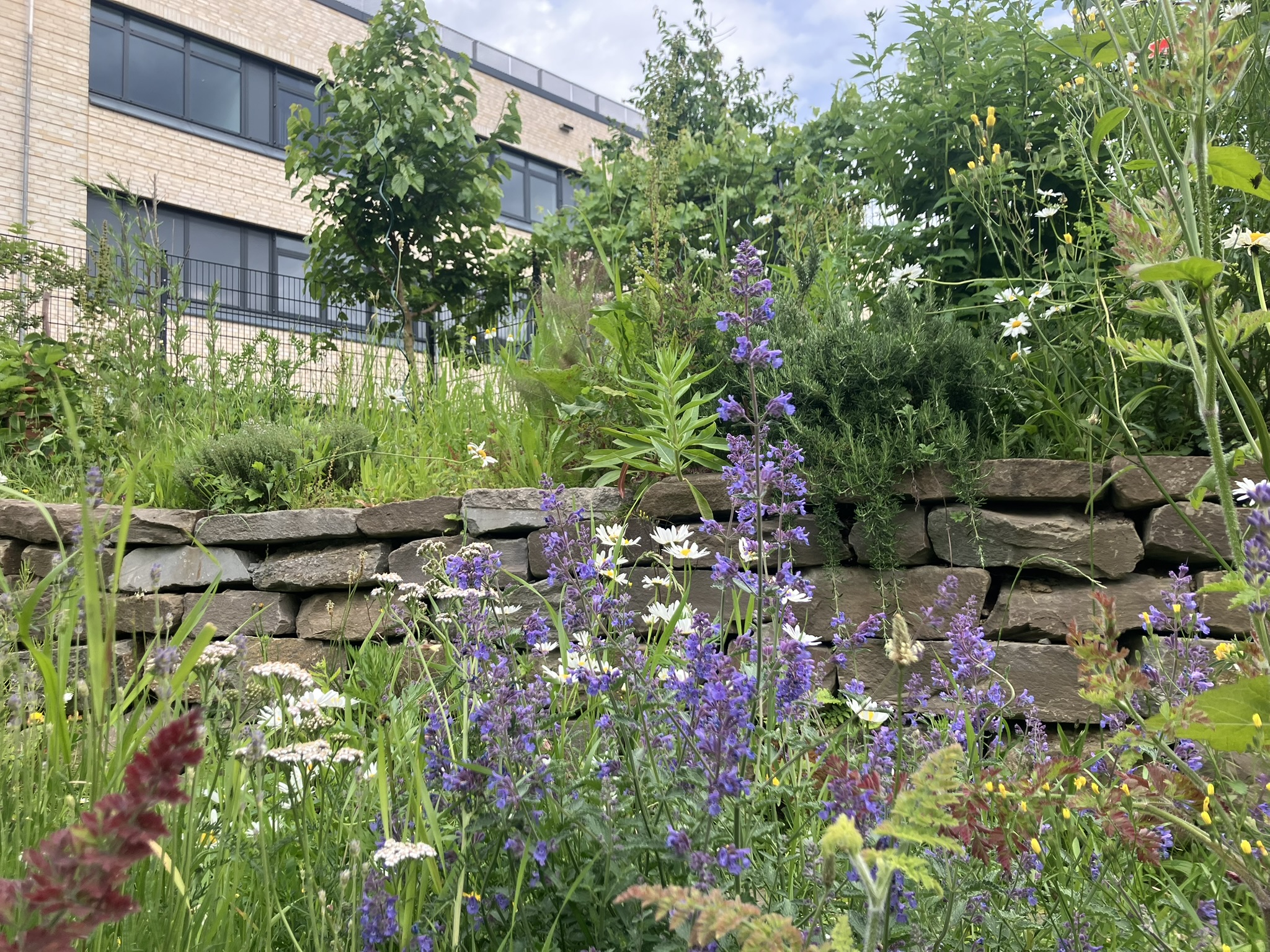Natursteinmauer, Küchenkräuter, Wildkräuter und Obst am Jugendzentrum Köln Weiden