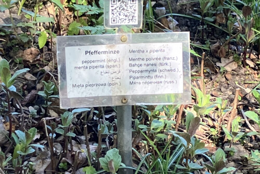 Sprachbildung, Naturbildung und BNE im Garten: Pflanzenbeschilderung im interkulturellen Naschgarten in Lübeck