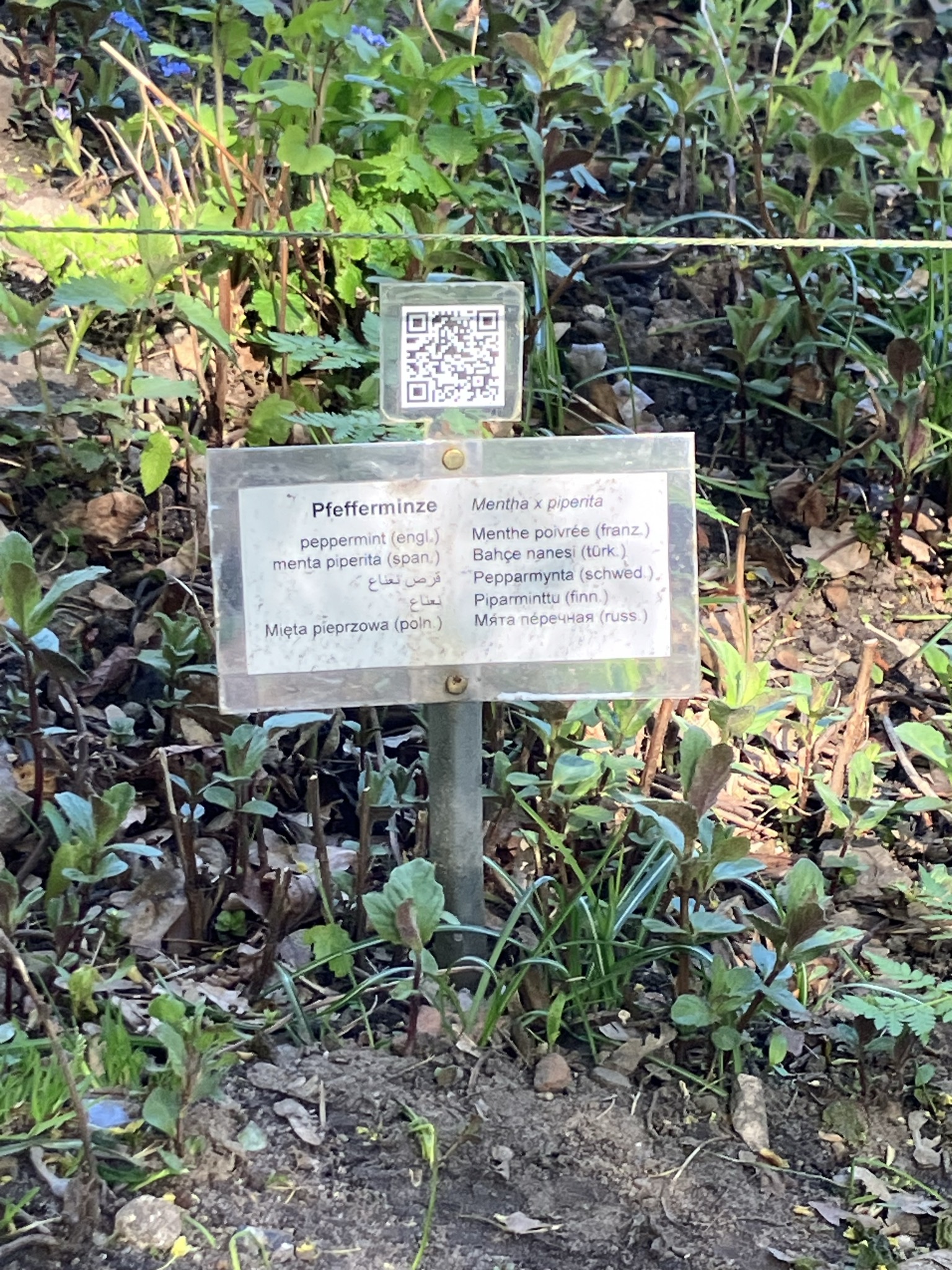 Zum Lesen im Garten: Pflanzenbeschilderung im interkulturellen Naschgarten in Lübeck