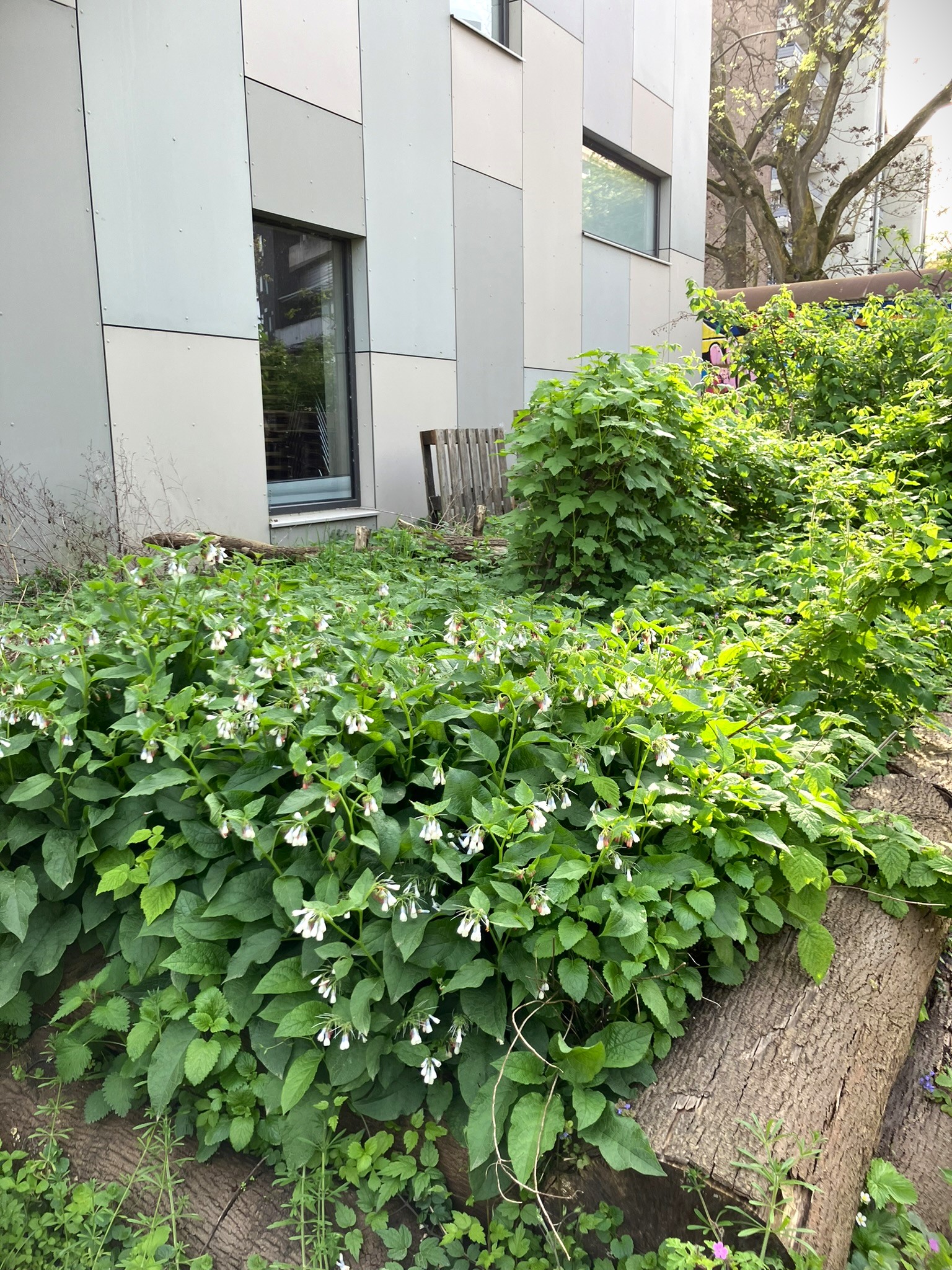 Baumstammhochbeete am Jugendzentrum Köln Weiden - mit Totholz, Wildpflanzen, Beerensträuchern und einem Brennnesselstreifen für Schmetterlinge dahinter