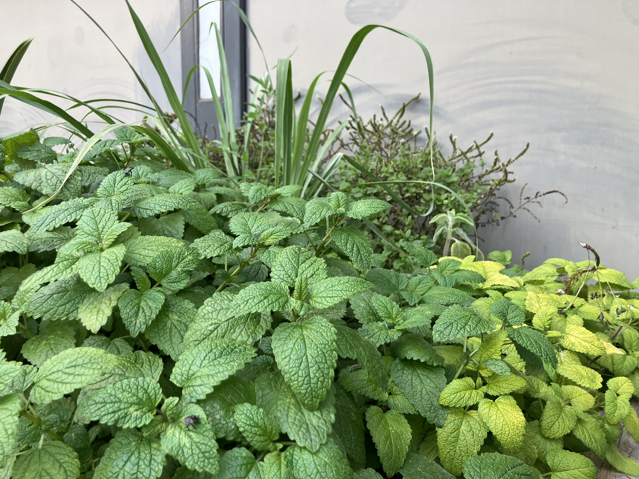 "Zitronige" Pflanzen aus dem Küchengarten: Hochbeet mit Zitronenmelisse, goldener Zitronenmelisse, Zitronengras, Australischem Zitronenblatt, ...