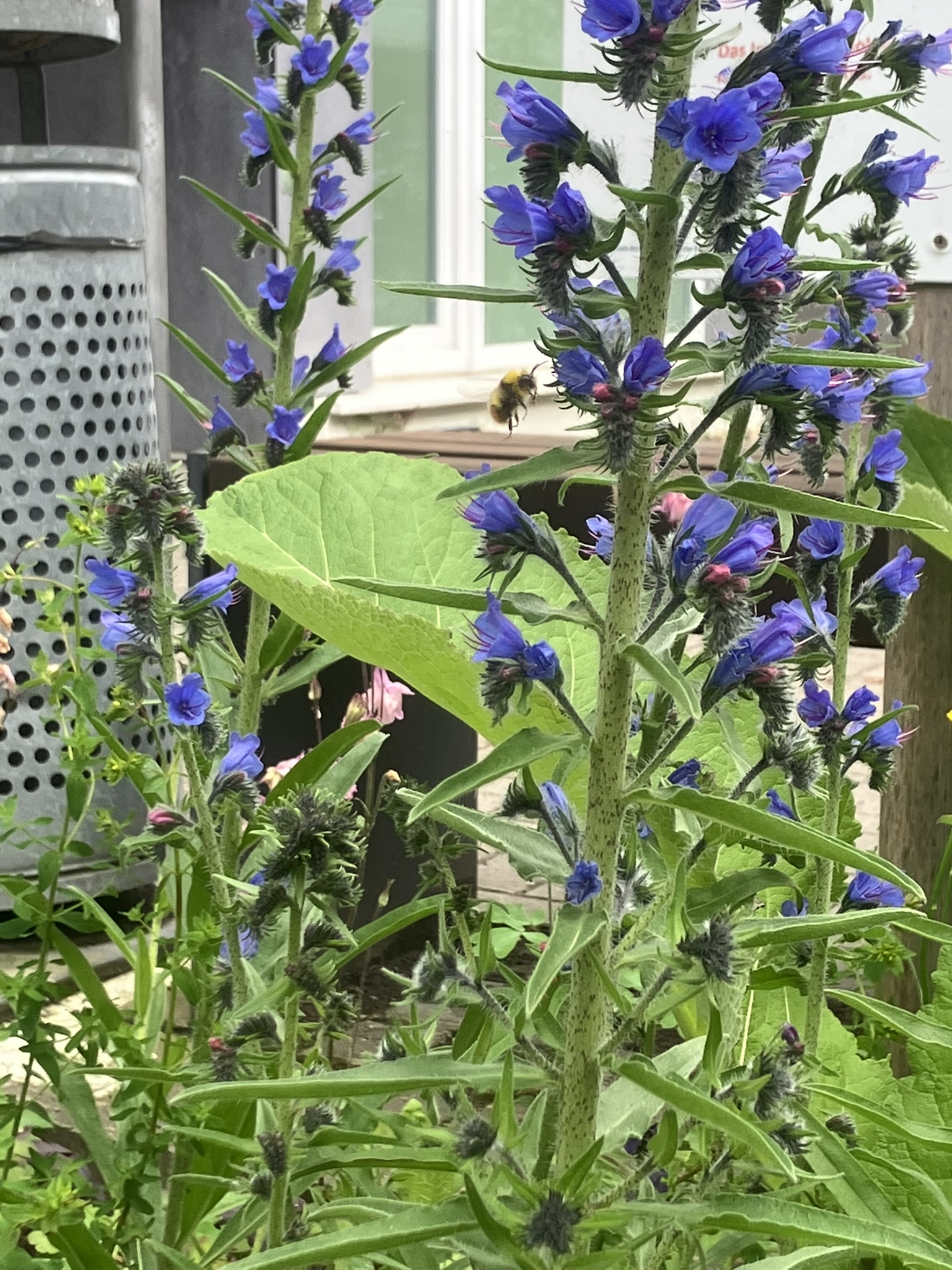Bienenfreundlicher Natternkopf