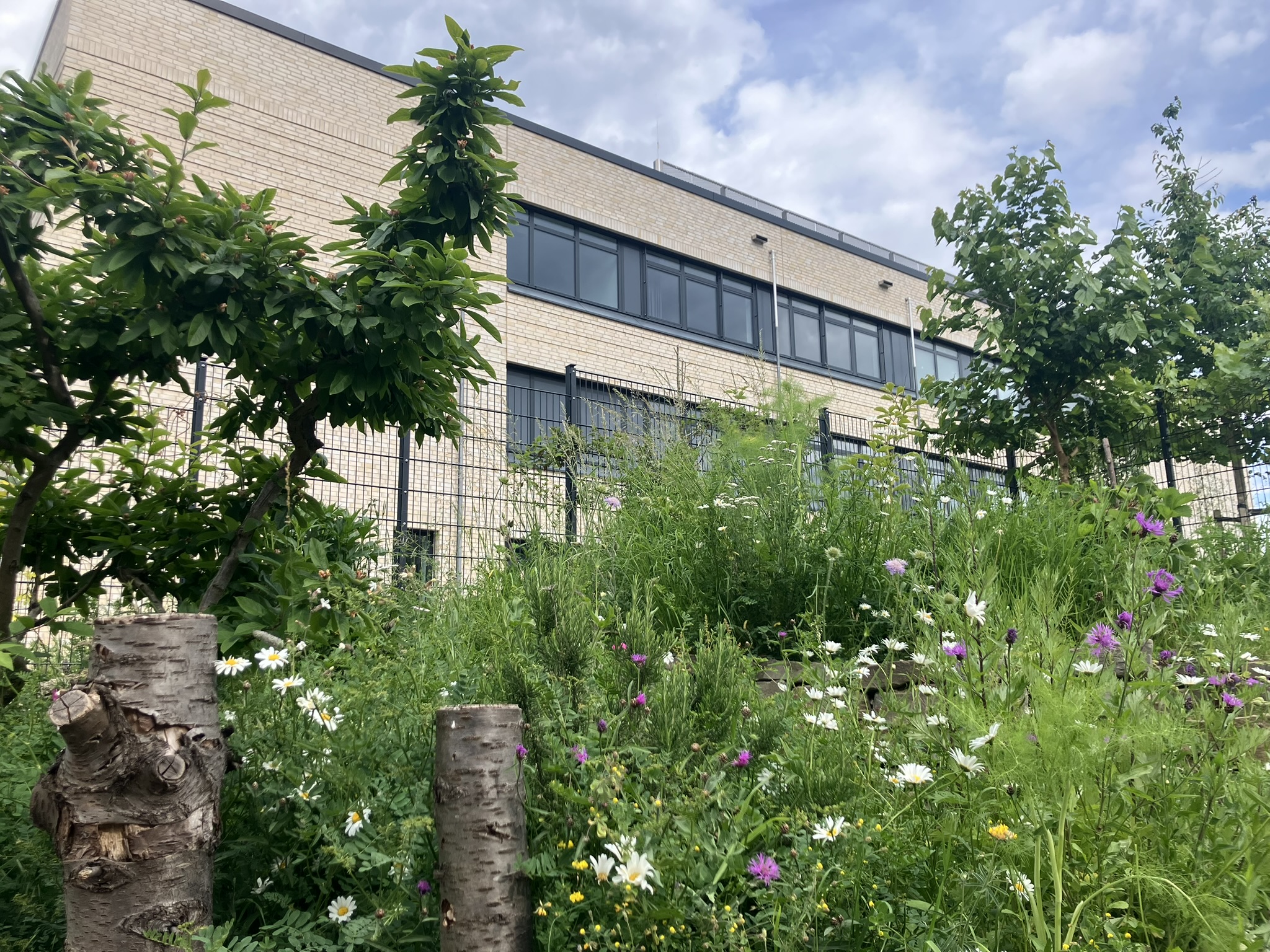 Sprach-Naschgarten am Jugendzentrum Köln Weiden: Kräuter, Gemüse, Obst und insektenfreundliche Wildpflanzen