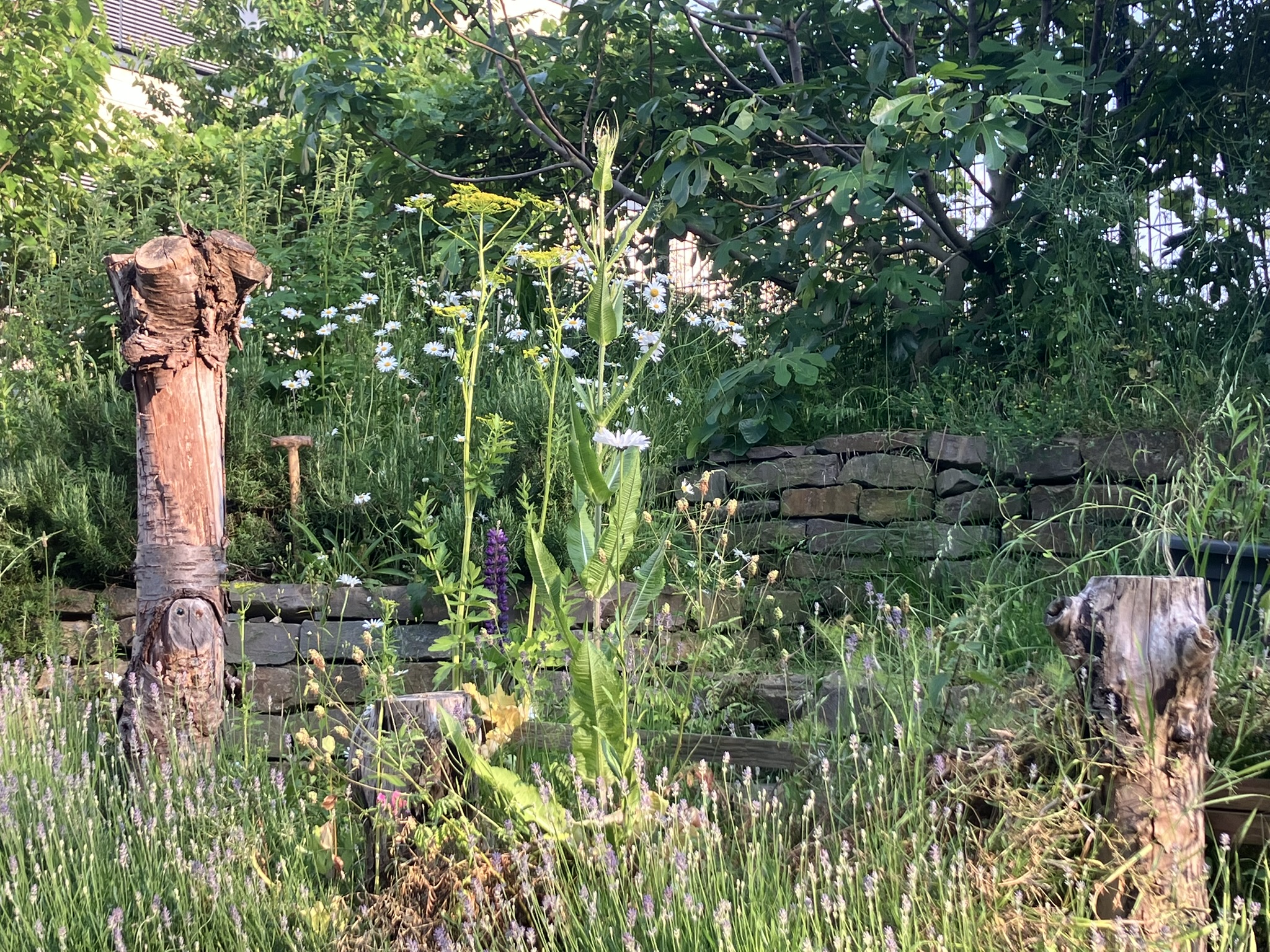 Sprach-Naschgarten am Jugendzentrum Köln Weiden: Hang mit Trockensteinmauer, Feigen, Küchen- und Wildkräutern