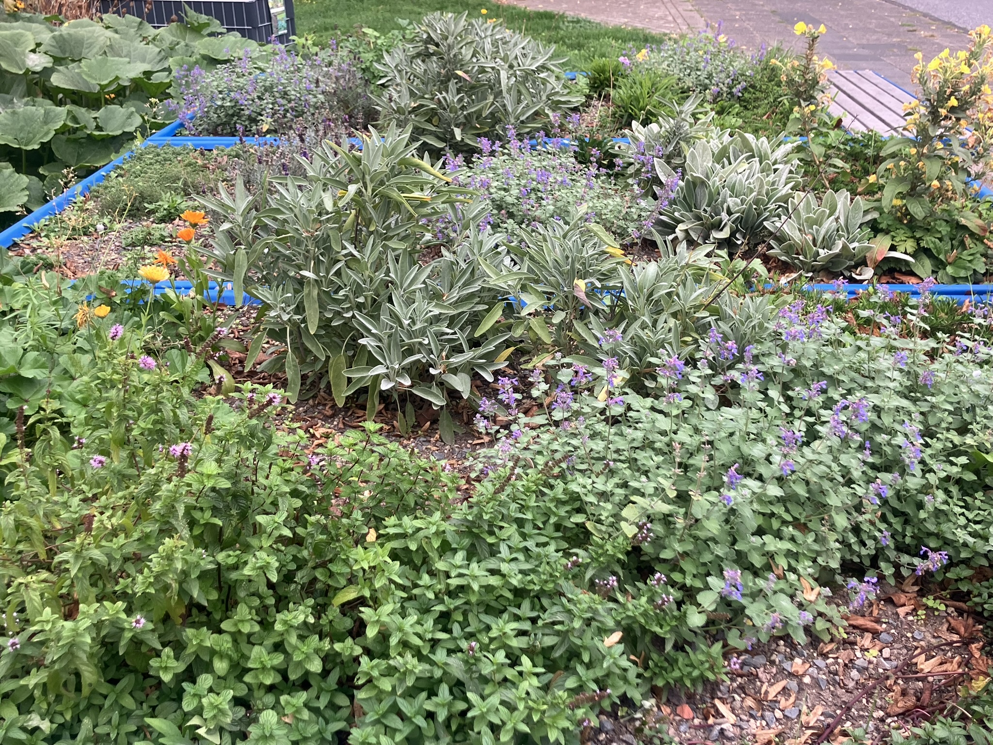 Hochbeet mit trockenheitsresistenten Pflanzen, Tee- und Küchenkräutern im Sprach-Naschgarten Duisburg Großenbaum
